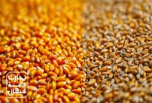 نمای نزدیک از دانه‌های ذرت زرد و جو دامی با کیفیت بالا، آماده استفاده در تولید خوراک دام توسط شرکت تجارت دانه کیهان
