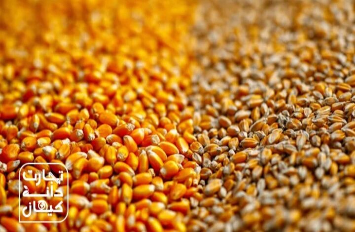 نمای نزدیک از دانههای ذرت زرد و جو دامی با کیفیت بالا، آماده استفاده در تولید خوراک دام توسط شرکت تجارت دانه کیهان