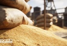 تجمع «ذرت دامی» در محوطه بارگیری و انبار روباز؛ نمای نزدیک از دانه‌های ذرت ریخته‌شده کنار کیسه‌های گونی‌بافی‌شده، در پس‌زمینه سازه‌های صنعتی و سیلوهای ذخیره نهاده‌های دامی.