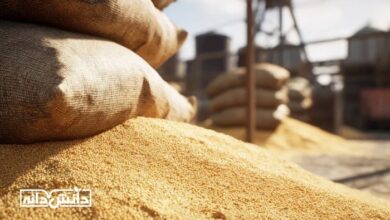 تجمع «ذرت دامی» در محوطه بارگیری و انبار روباز؛ نمای نزدیک از دانه‌های ذرت ریخته‌شده کنار کیسه‌های گونی‌بافی‌شده، در پس‌زمینه سازه‌های صنعتی و سیلوهای ذخیره نهاده‌های دامی.